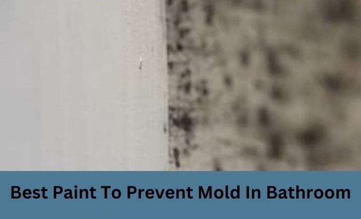 Top 6 Best Paint to Prevent Mold in Bathroom in 2025[Reviews with Details Guide]