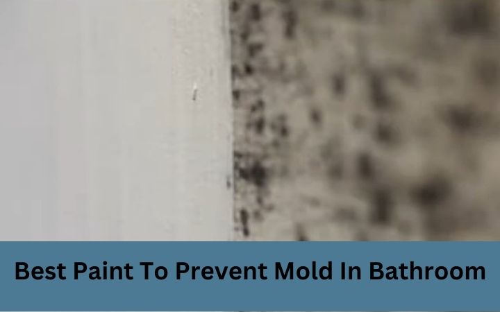 Best Paint To Prevent Mold In Bathroom